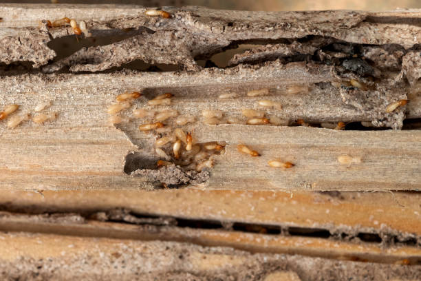Best Affordable Pest Control Services  in Reedsburg, WI